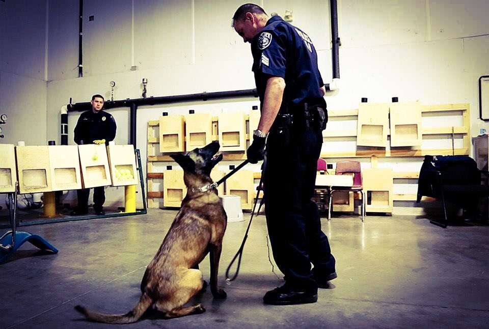 Dingo, a 7-year-old Belgian Malinois with the Unified Police Department, was shot and killed on Thursday, July 6, 2017, while helping U.S. Marshals take a wanted fugitive into custody. (Photo: Unified Police Department)