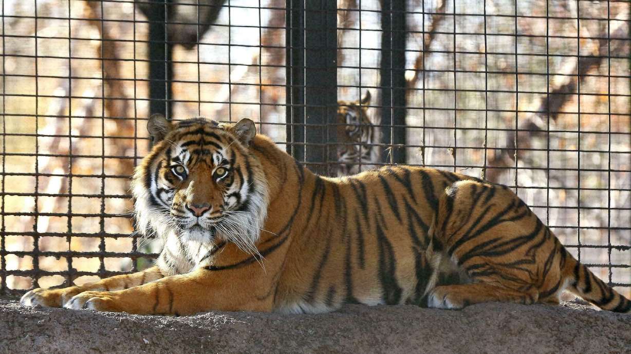 Zoo investigates animal handling after tiger attacks worker