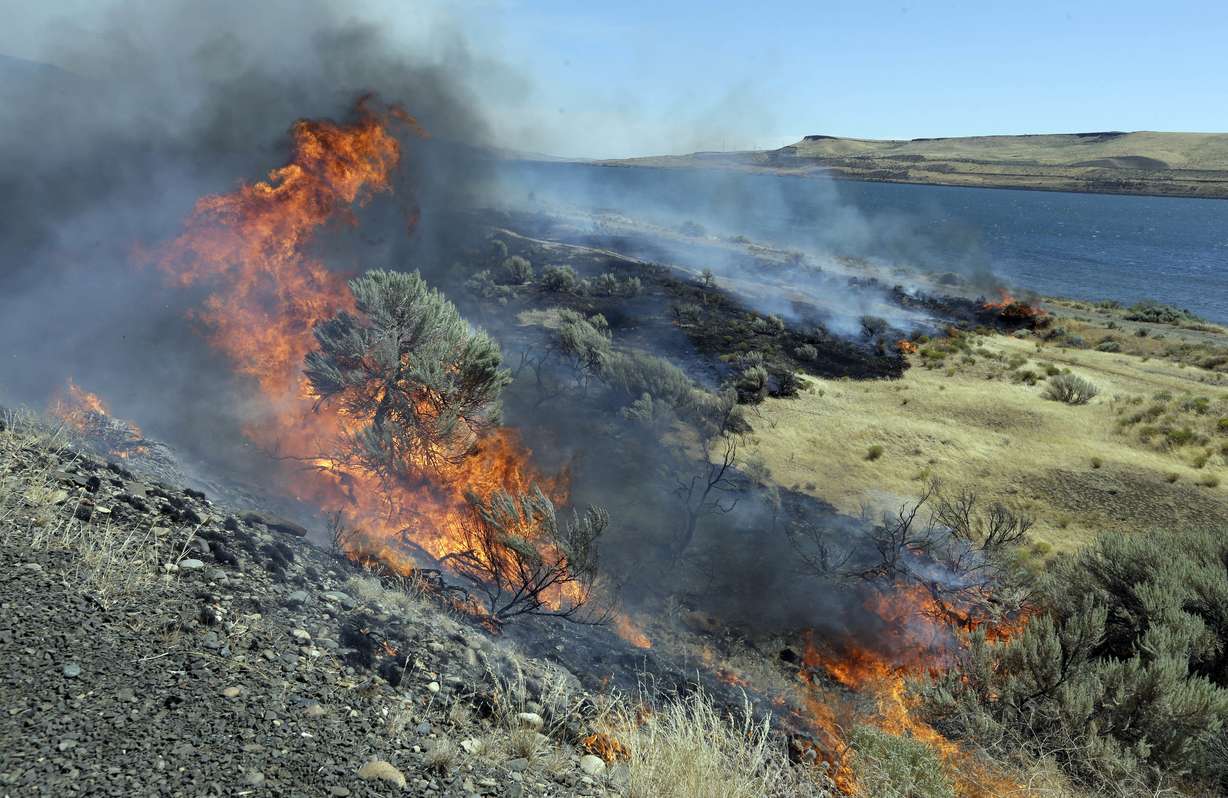 In this Aug. 5, 2015, file photo, wildfire consumes sagebrush as firefighters let it march down to the Columbia River in Roosevelt, Wash. Photo: AP Photo