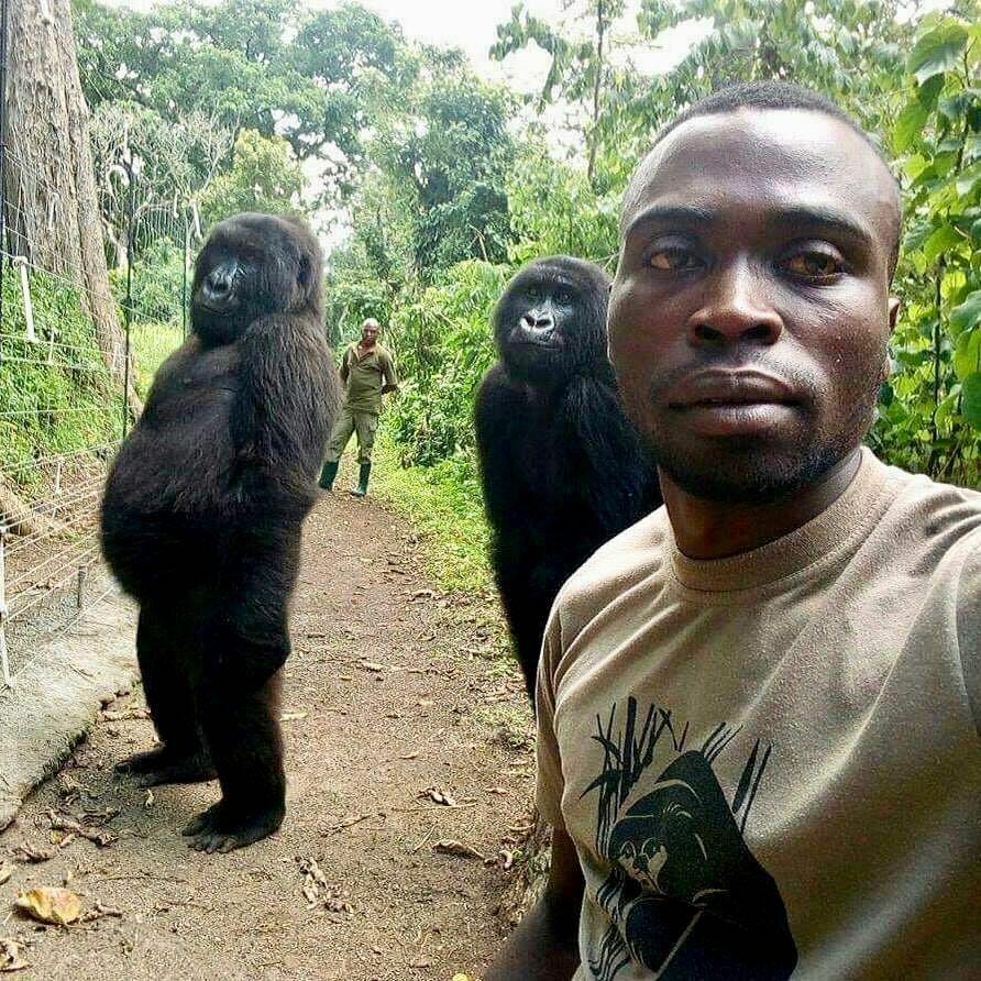 Congo park ranger tells of taking viral selfie with gorillas