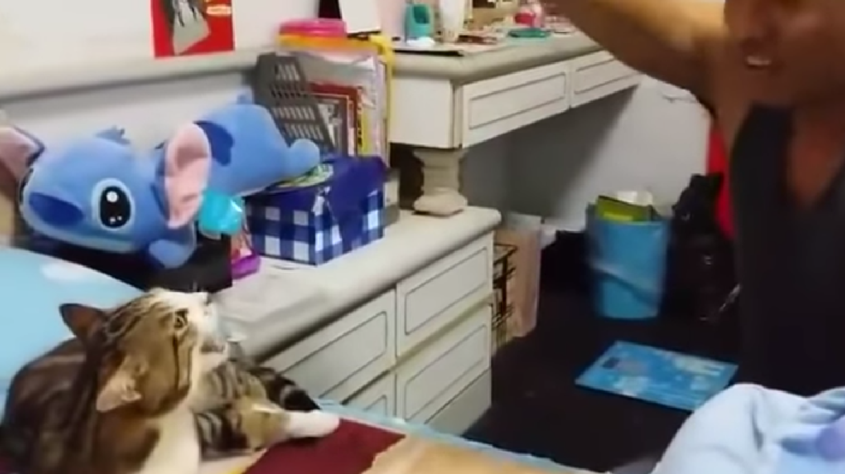 Have You Seen This? Teaching a cat to sing