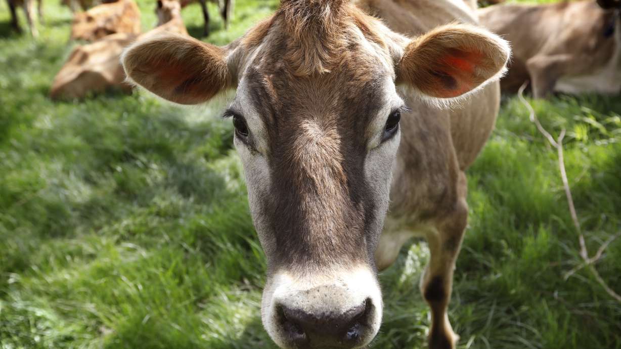 AP FACT CHECK: Unraveling the mystery of whether cows fart