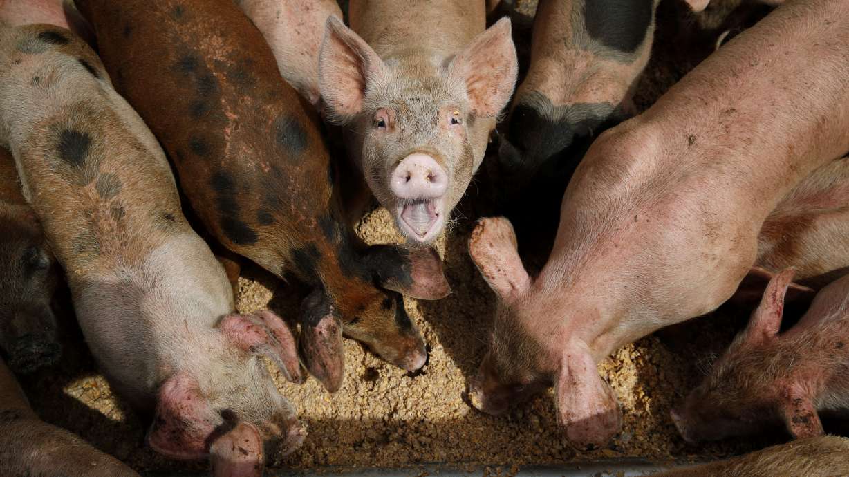 Donations, pigs part of Las Vegas' efforts to cut food waste