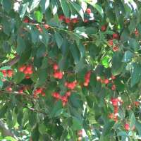 Utah fruit growers worried about foreign imports of tart cherries