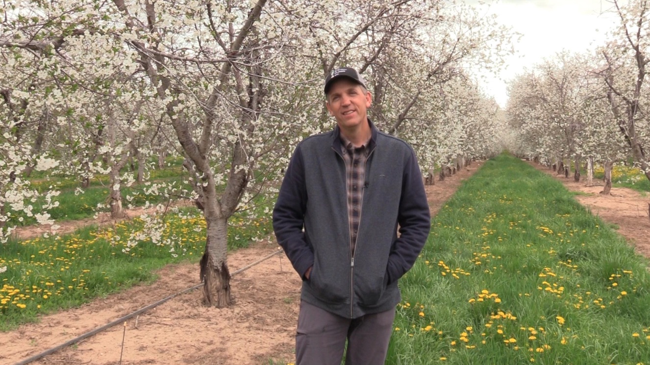 Utah tart cherry growers, like Curtis Rowley or Santaquin, have a bigger worry than just a late season frost. The U.S. tart cherry market is being flooded by less expensive fruit imported from Turkey, and its hurting business. (Photo: Sam Penrod, KSL TV)