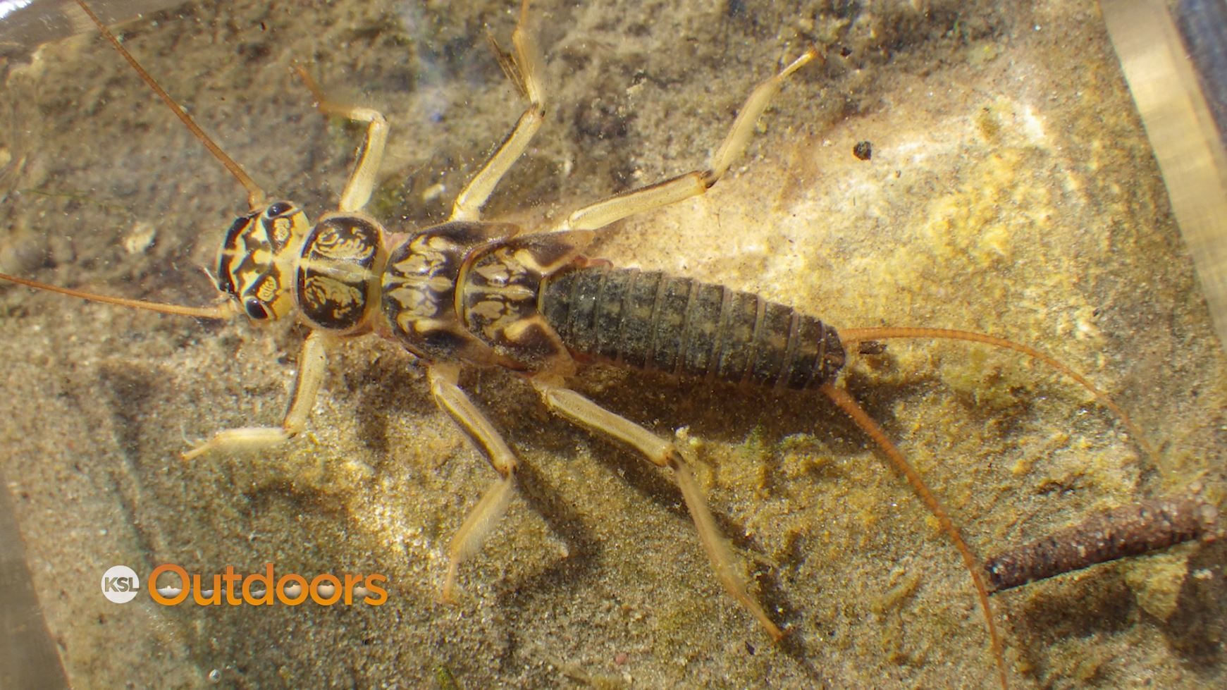 Fish Tech Fishing Tip: Skwala Flies