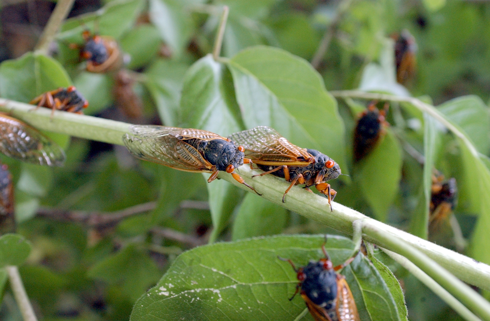 Cicada swarm about to emerge in parts of Pennsylvania, Ohio
