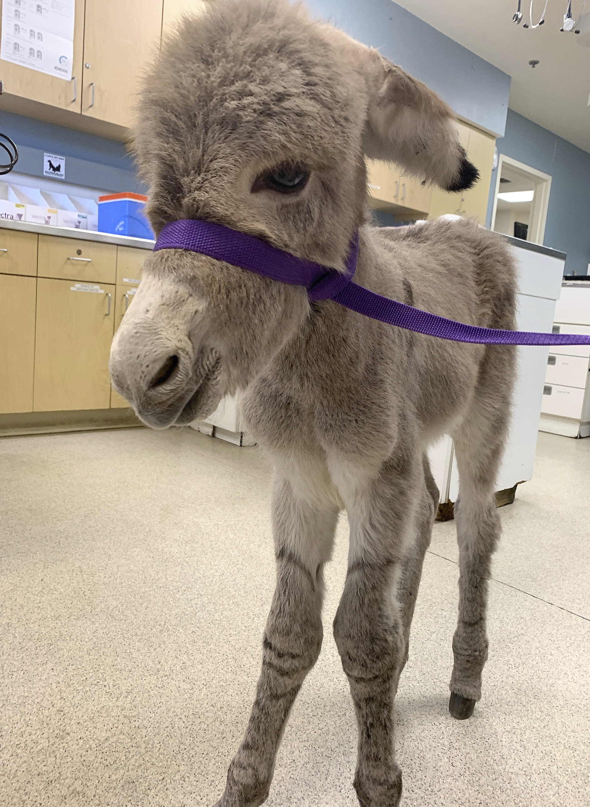 Injured baby burro rescued in Southern California