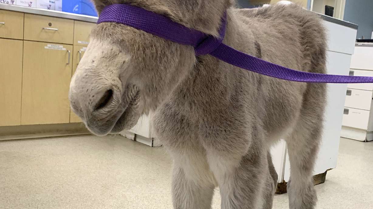 Injured baby burro rescued in Southern California