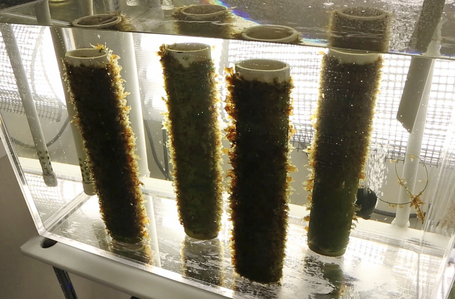 Uncertain future for 'super' seaweed after court ruling