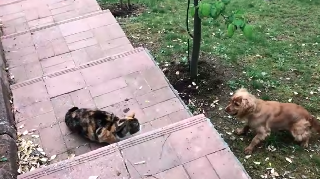 Have You Seen This? Dog wants to play, cats say no way