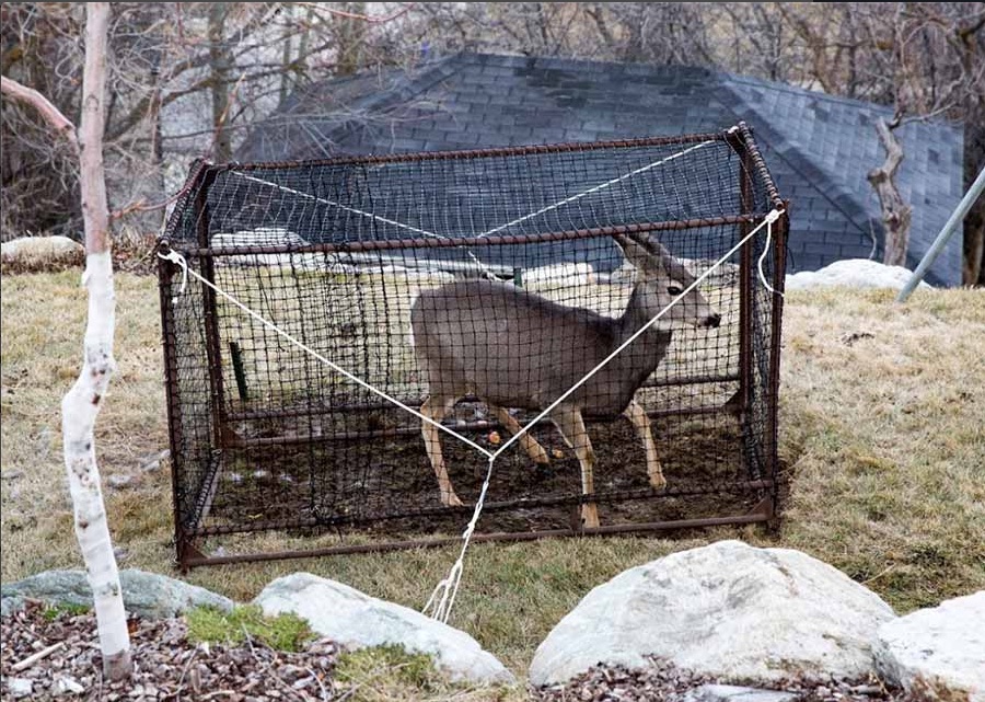 Provo, other cities to stop relocating wandering deer