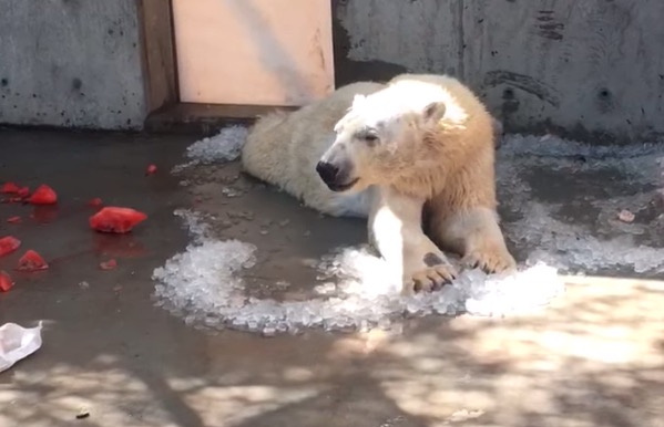 Nora, Hogle Zoo's popular polar bear, recovering well months after surgery