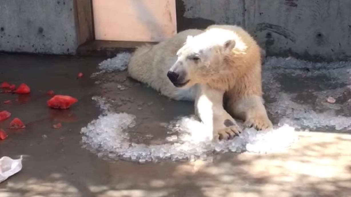 Nora, Hogle Zoo's popular polar bear, recovering well months after surgery