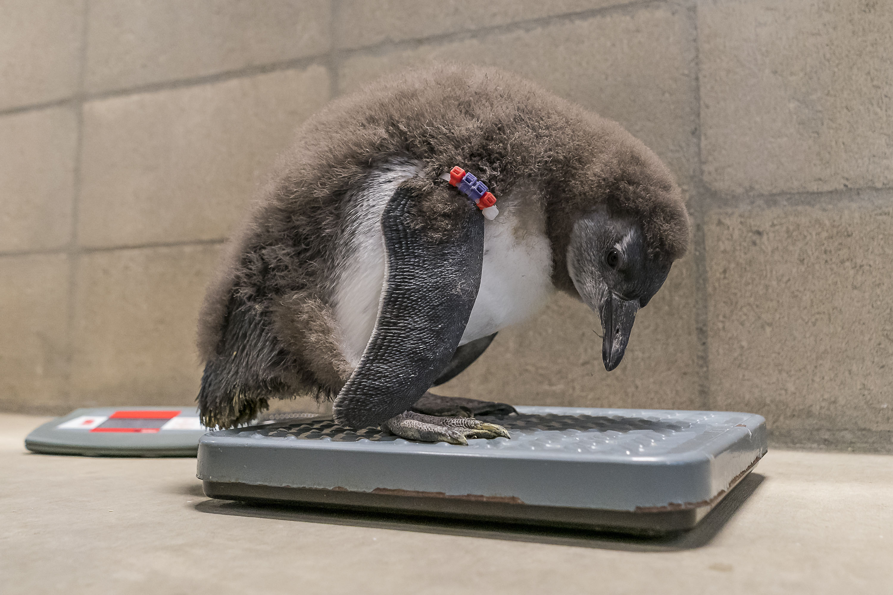 Baby penguins hatched at San Diego Zoo