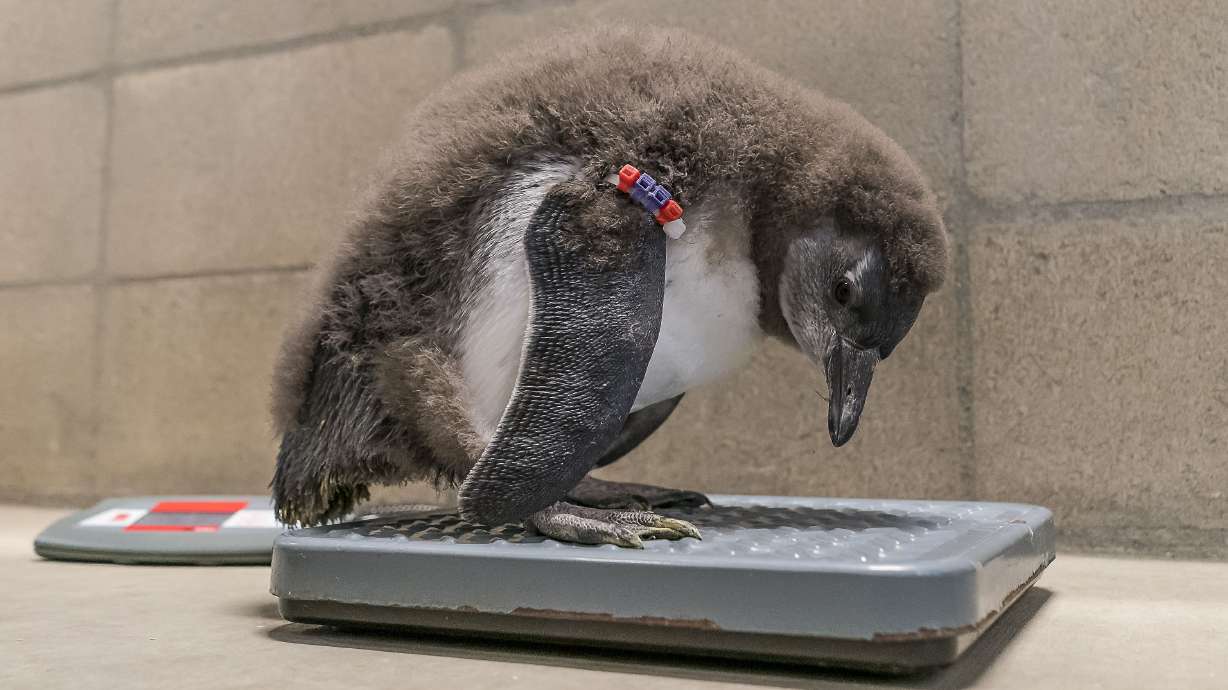 Baby penguins hatched at San Diego Zoo
