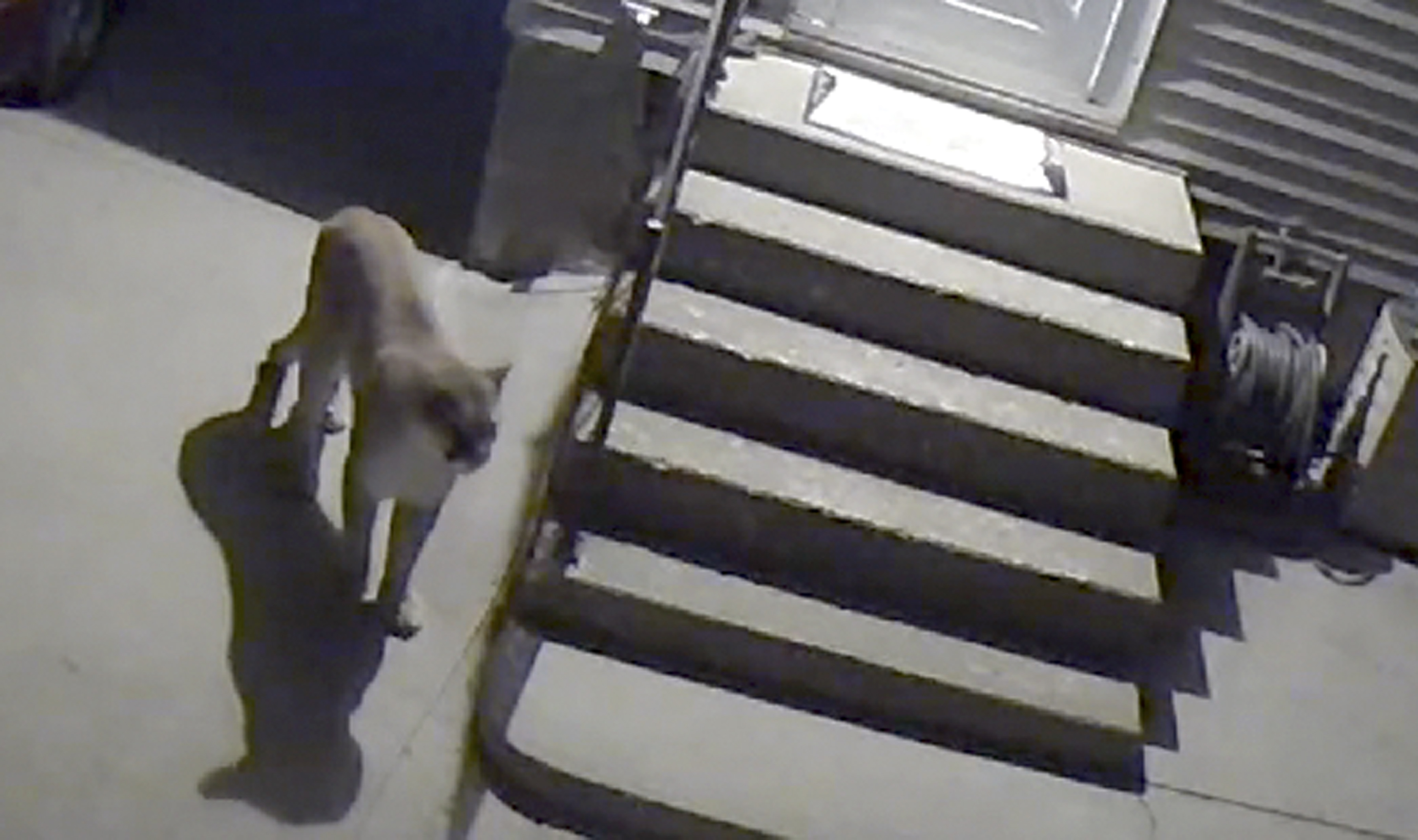 Wildlife officials confirm Des Moines mountain lion sighting