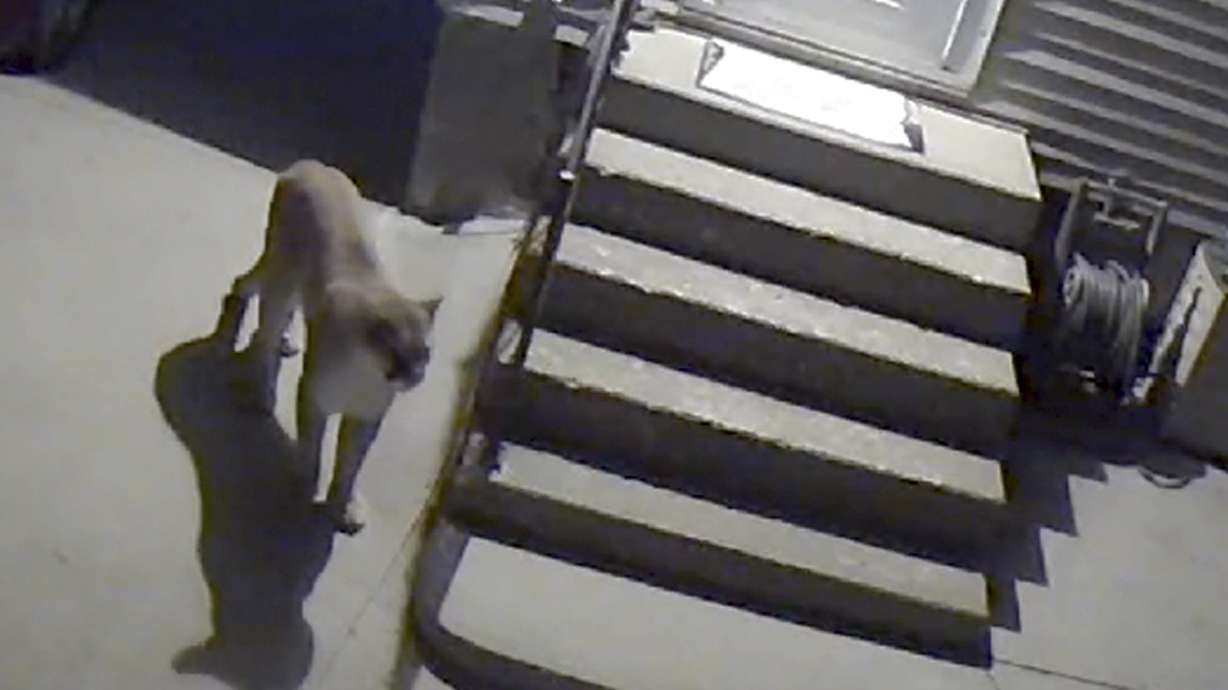 Wildlife officials confirm Des Moines mountain lion sighting