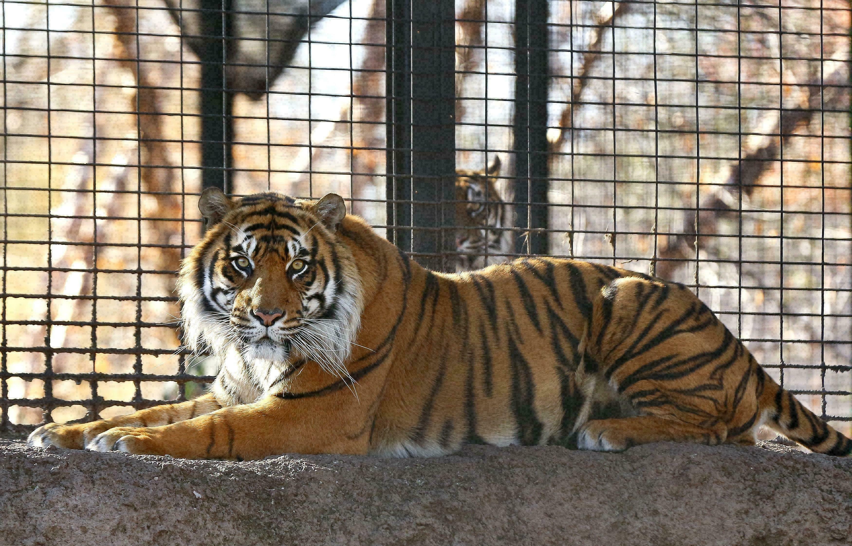 Report: Doors unlocked before tiger attack at Kansas zoo