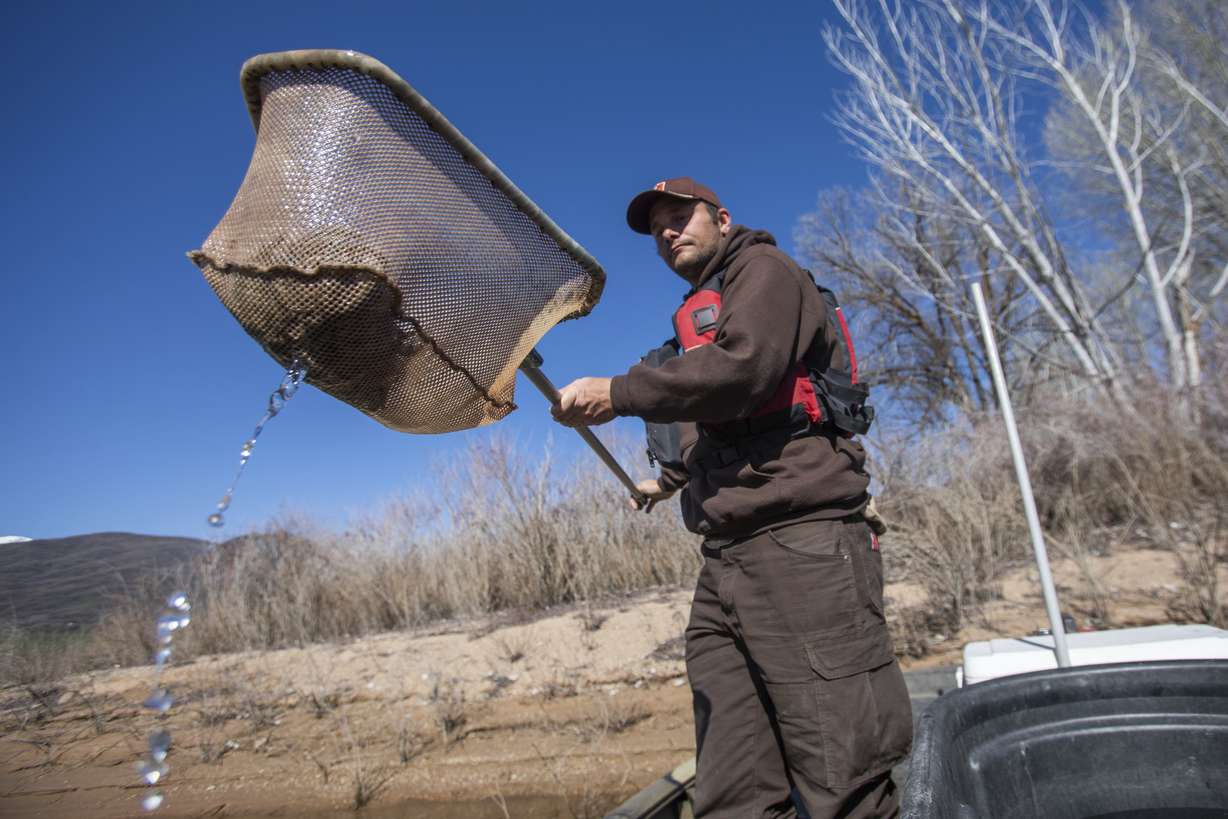 David Buckmiller of the Utah Division of Wildlife Resources releases tiger muskies in Pineview Reservoir on Thursday, May 2, 2019. The DWR stocked about 28,000 fish.(Ben Dorger/Standard-Examiner via AP)