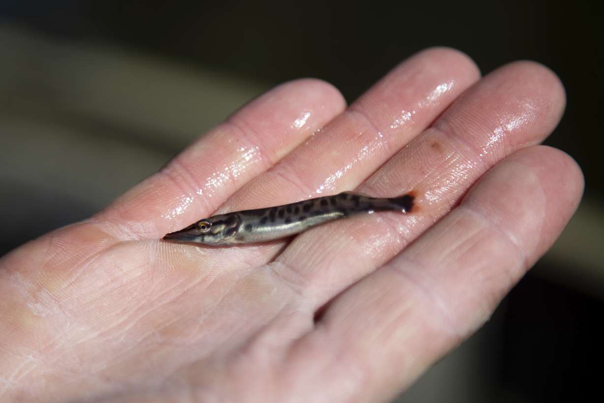 Cody Edwards of the Utah Division of Wildlife Resources holds a tiger musky fry on Thursday, May 2, 2019, at Pineview Reservoir. The DWR stocked about 28,000 tiger muskies in the reservoir.(Ben Dorger/Standard-Examiner via AP)