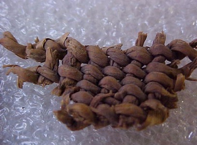 This is a basket fragment that was stolen from the Danger Cave Artifact Education Kit. (Photo: Ron Rood)