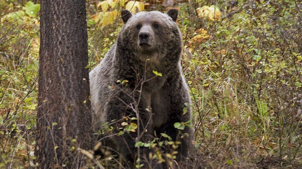 The Latest: Lawmaker pans tribes' push to protect bears