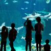 Loveland Living Planet Aquarium receives highest accreditation