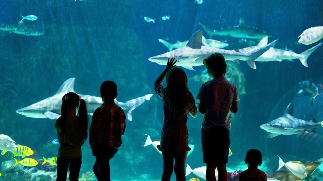 Loveland Living Planet Aquarium receives highest accreditation