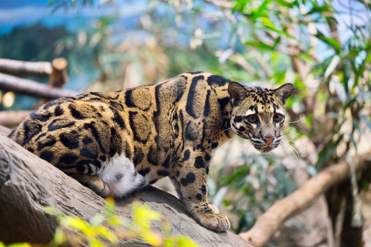 Clouded Leopard in exhibit at Loveland Living Planet Aquarium. (Photo: Grant Olsen.)