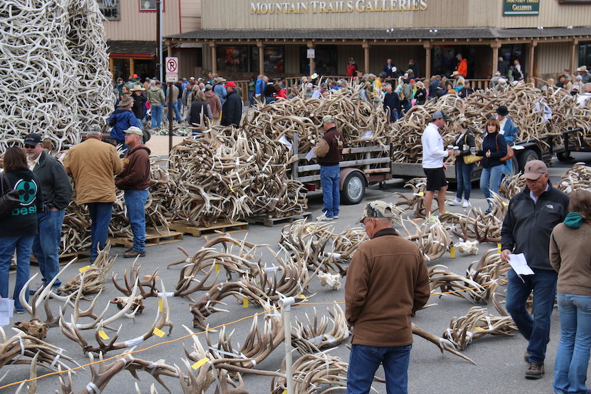 Over 10,000 pounds of elk antlers sold at annual auction