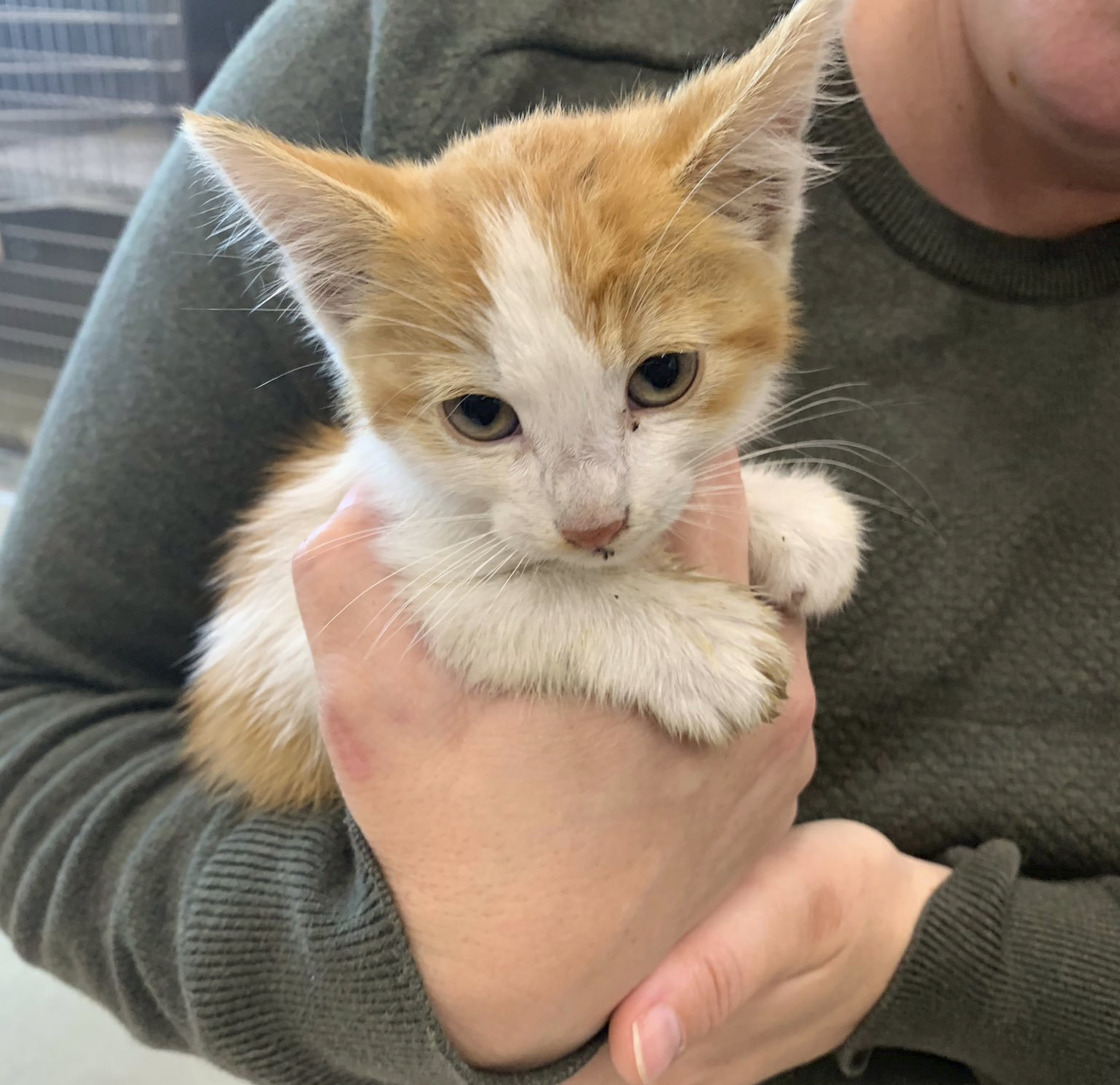6-week-old kitten rescued from Cupertino storm drain