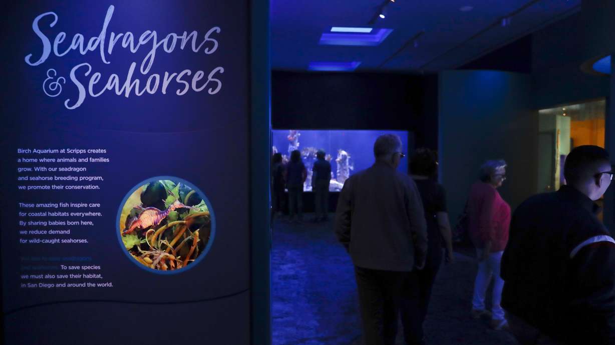 Sea dragons captivate visitors at California aquarium