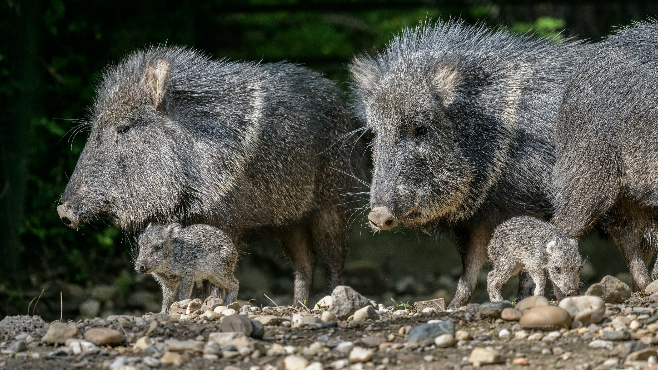 2 rare mammals, Chacoan peccaries, born in Prague zoo