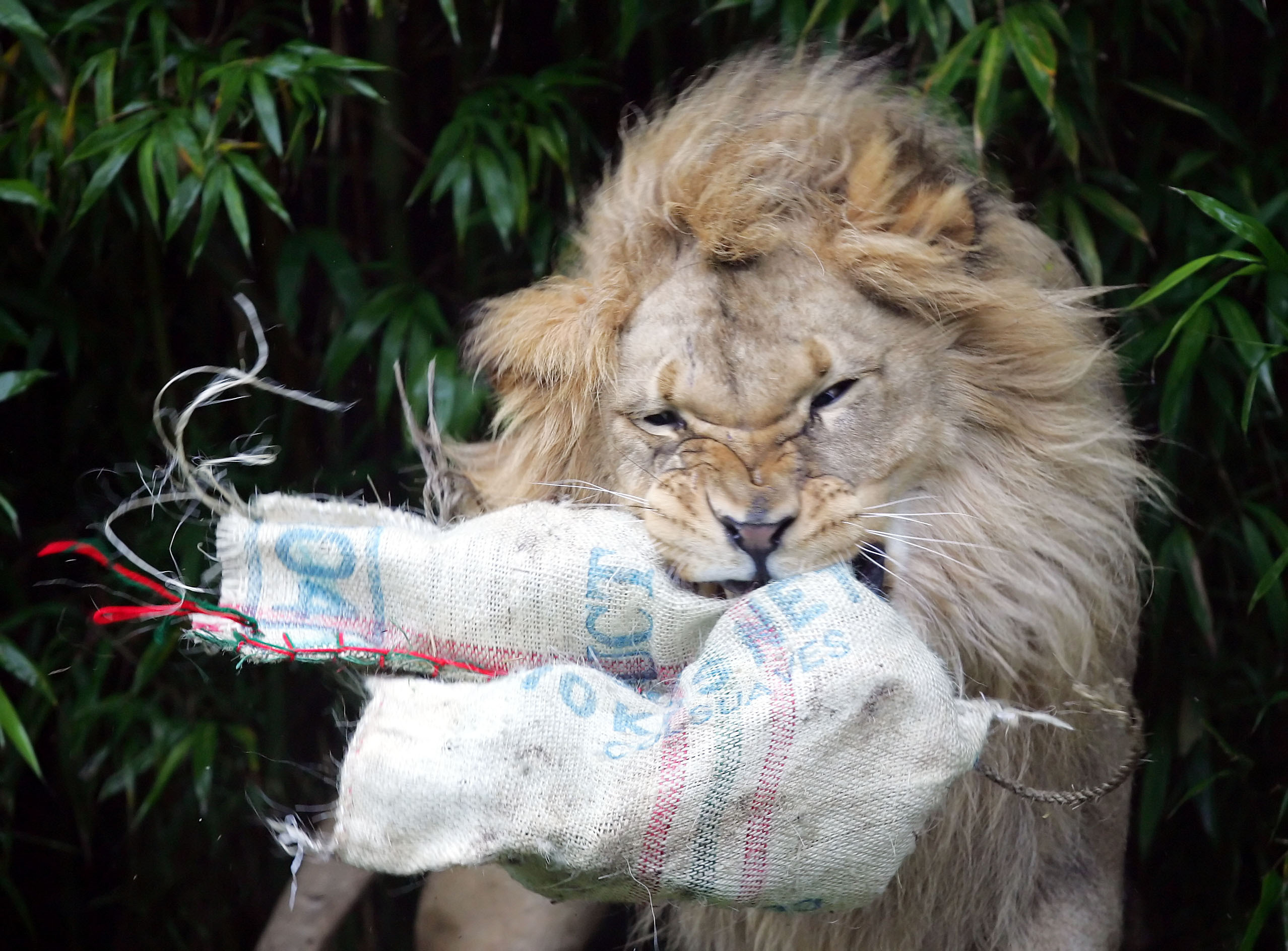 2 elderly African lions die at San Francisco, San Diego zoos