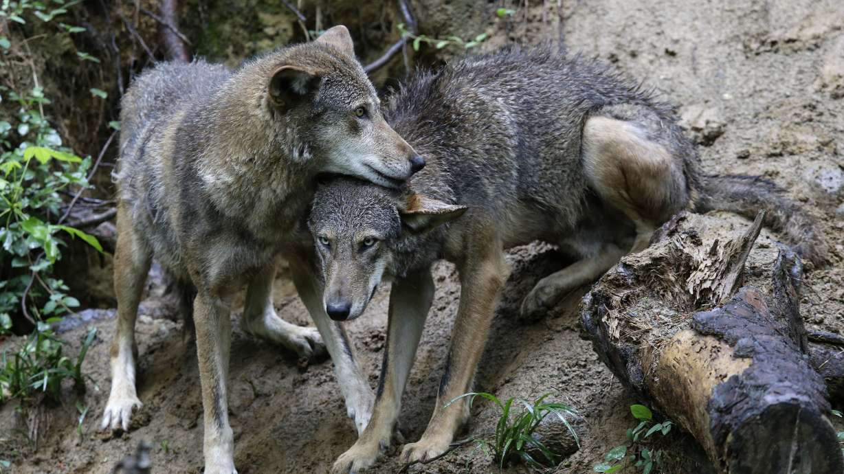 Illegal killings, political opposition hobble wolf recovery