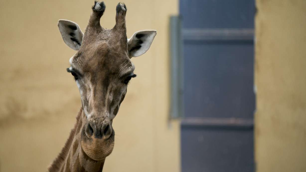 Animal rights activists score win at Barcelona zoo