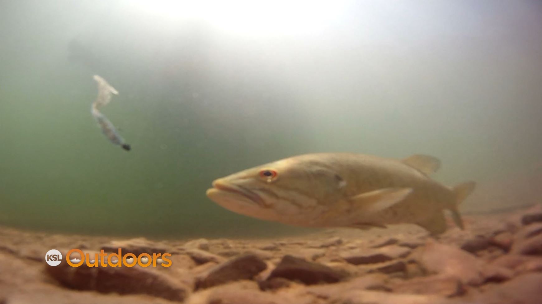 Fish Tech Fishing Tip: How to Start Bass Fishing