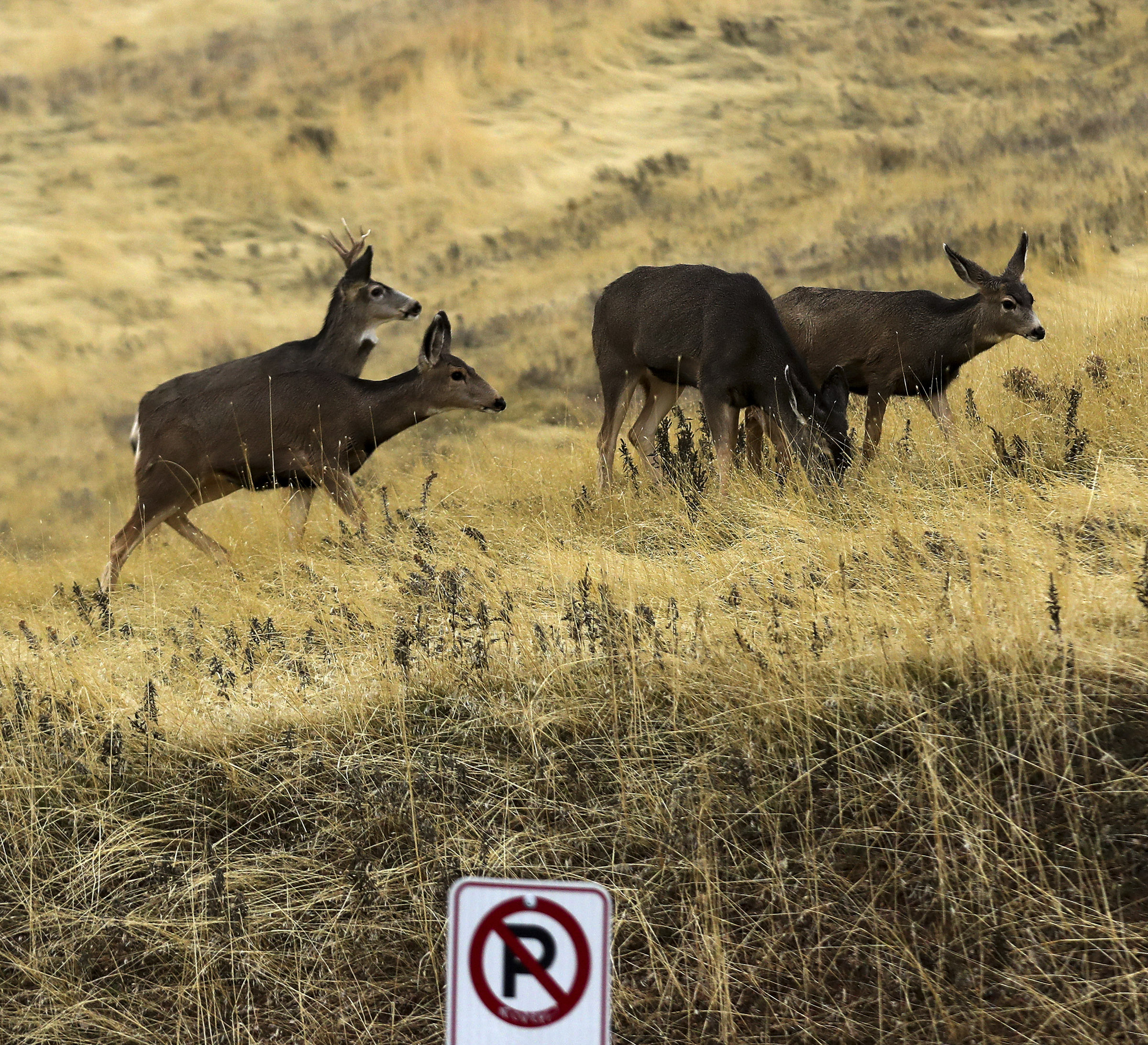 More than 30 dead deer found near landfill in Utah