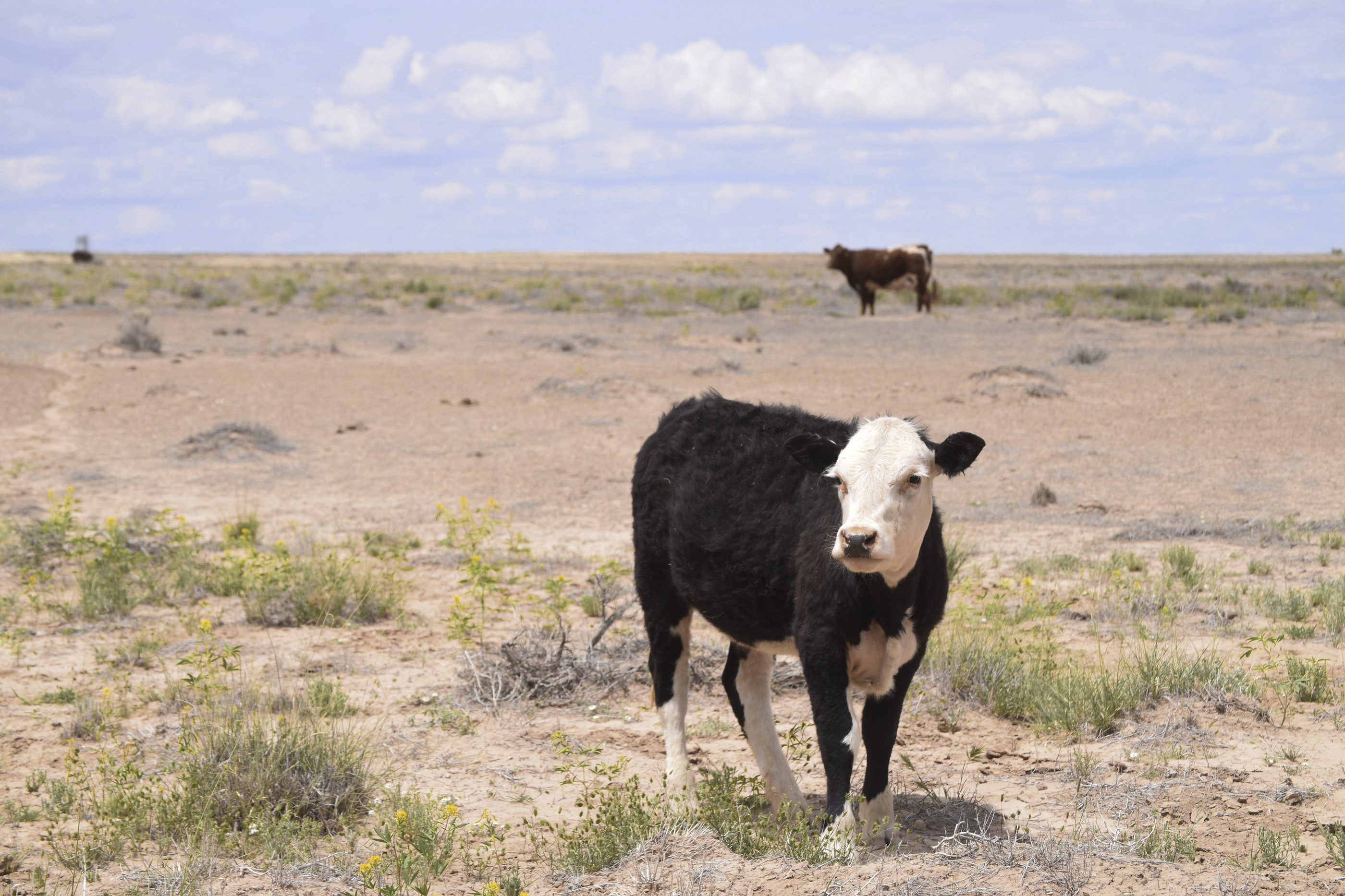Toxic plants suspected of killing cows in Four Corners