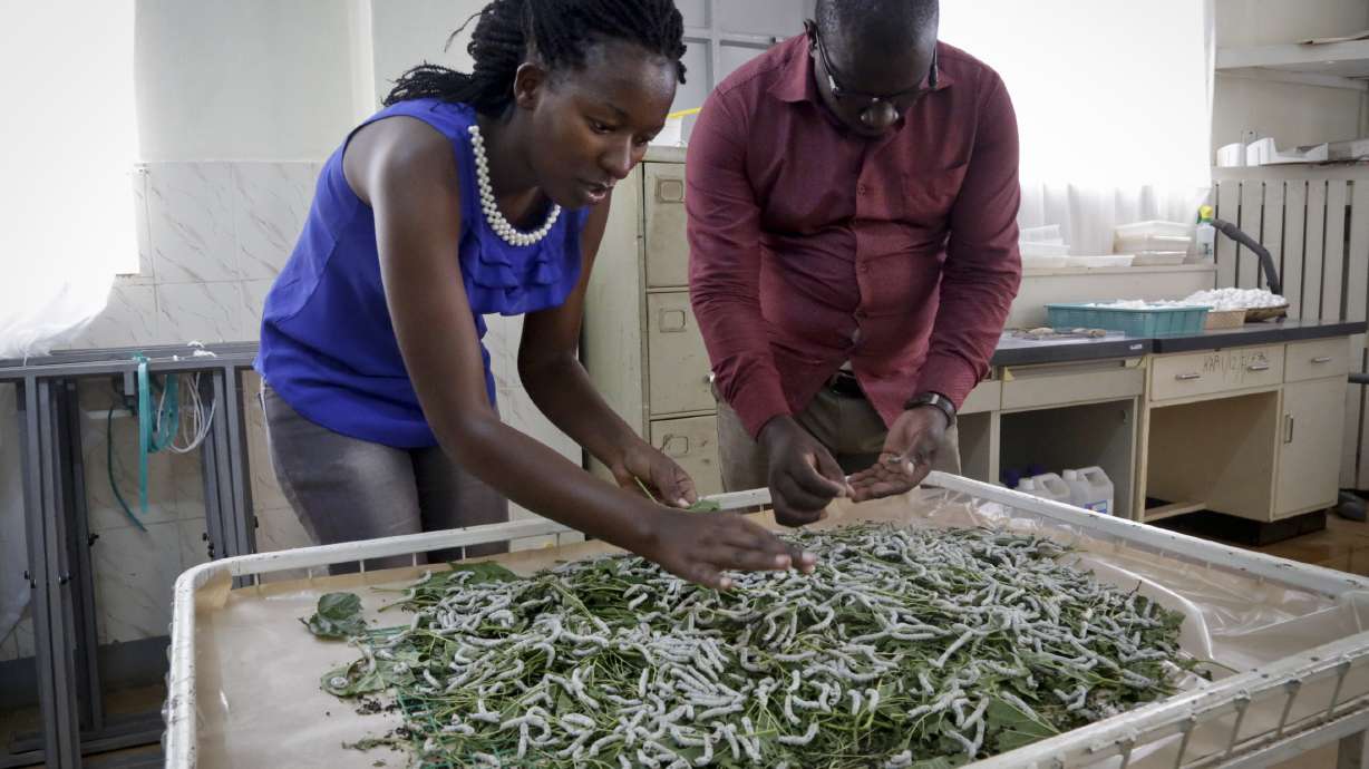 Some Kenyan farmers turn to silk production for cash