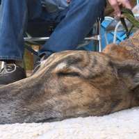 Biennial greyhound gathering brings dozens of dogs to Kanab