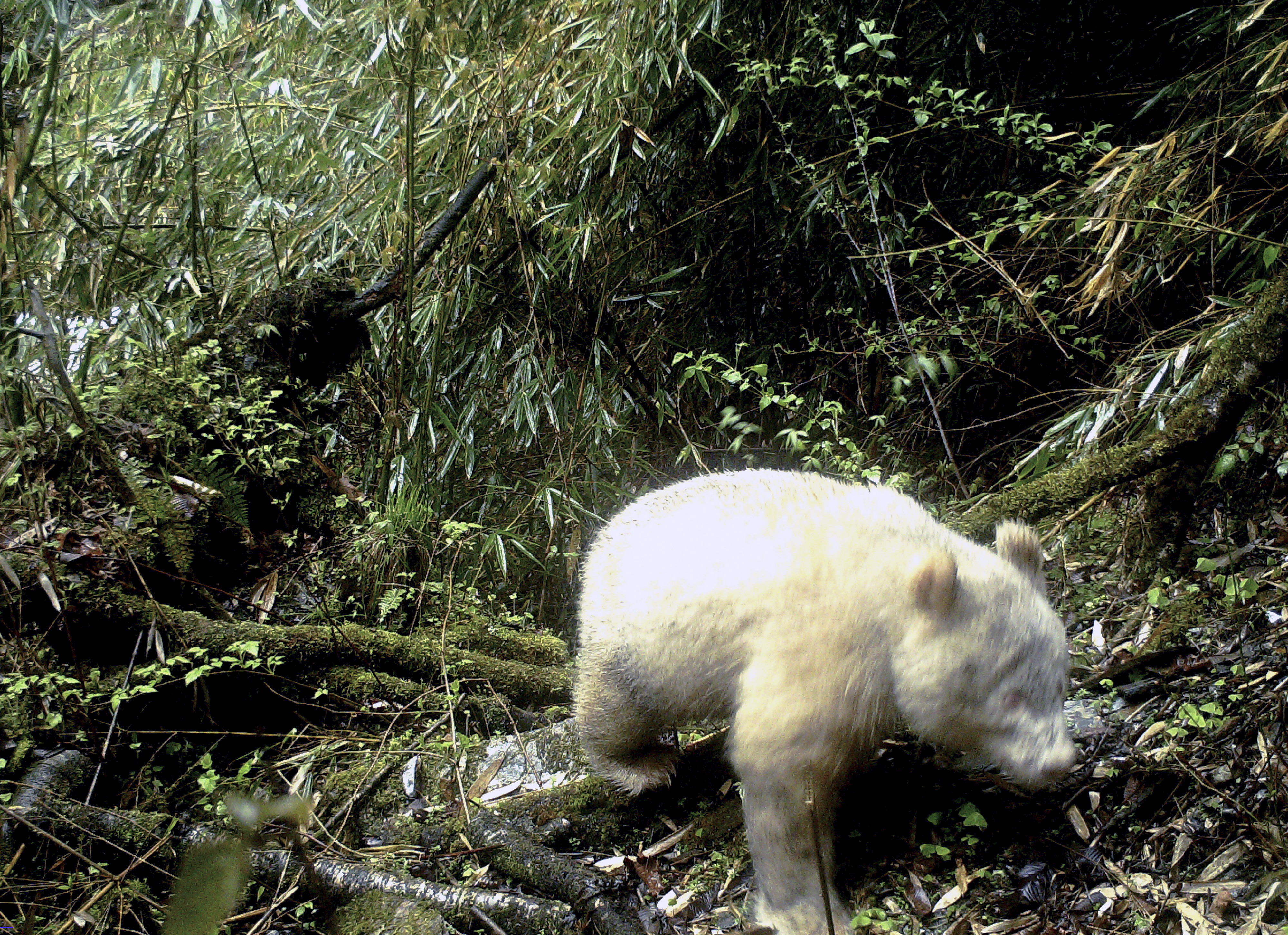 All-white panda caught on camera in Chinese nature reserve