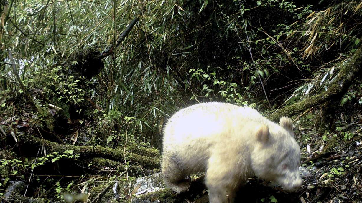 All-white panda caught on camera in Chinese nature reserve