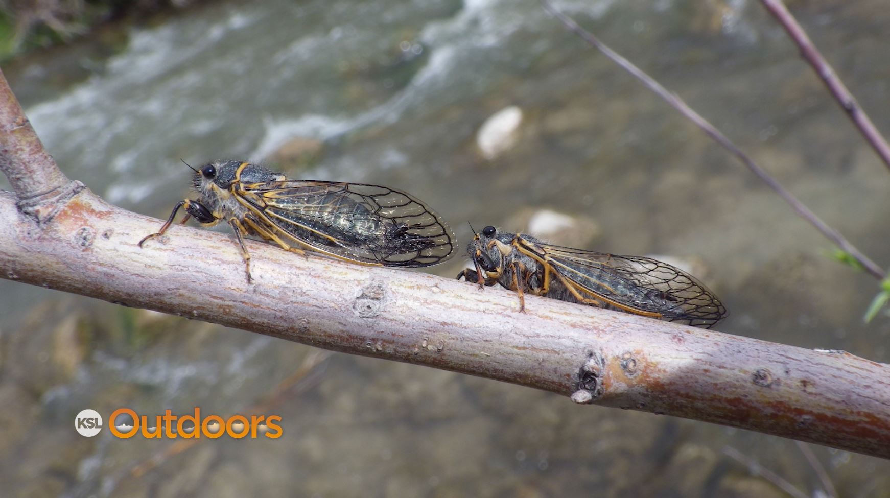 Fish Tech Fishing Tip: Fly Fishing Cicada Season