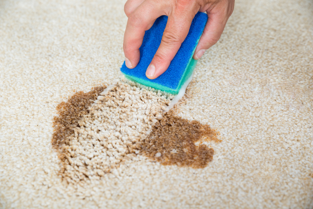 These bad, nasty things are likely hiding in your carpet