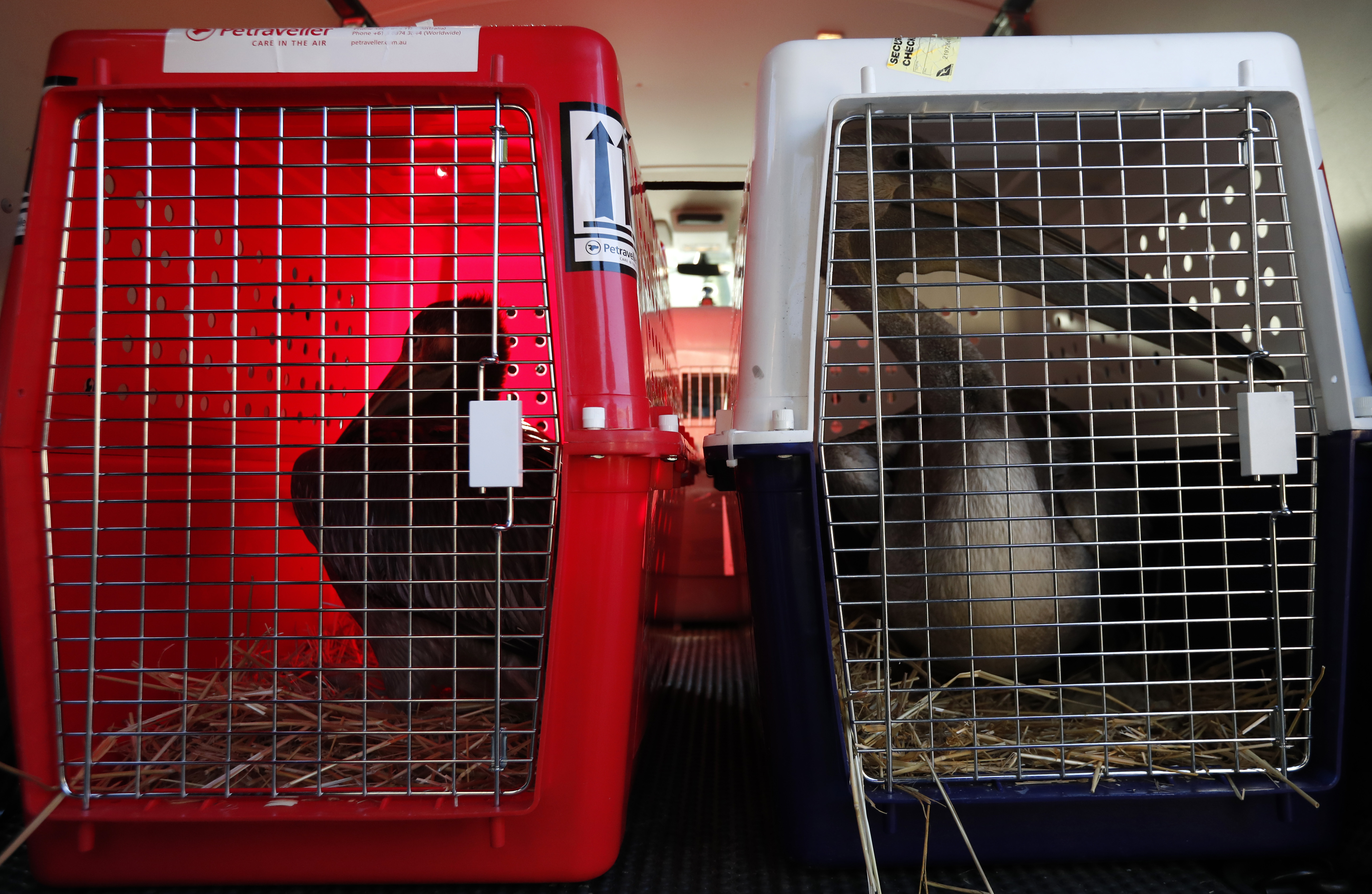 Prague Zoo sends 3 pelicans to London's St. James's Park