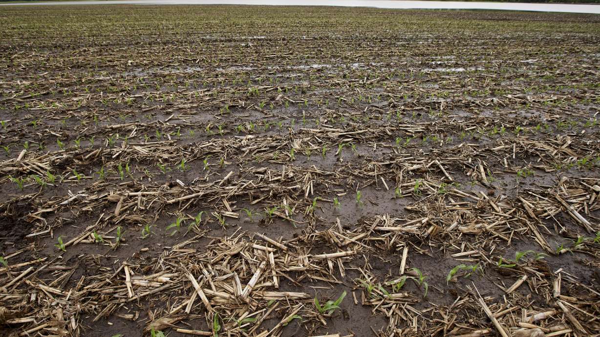 Soggy fields leave Midwestern farmers with few good answers