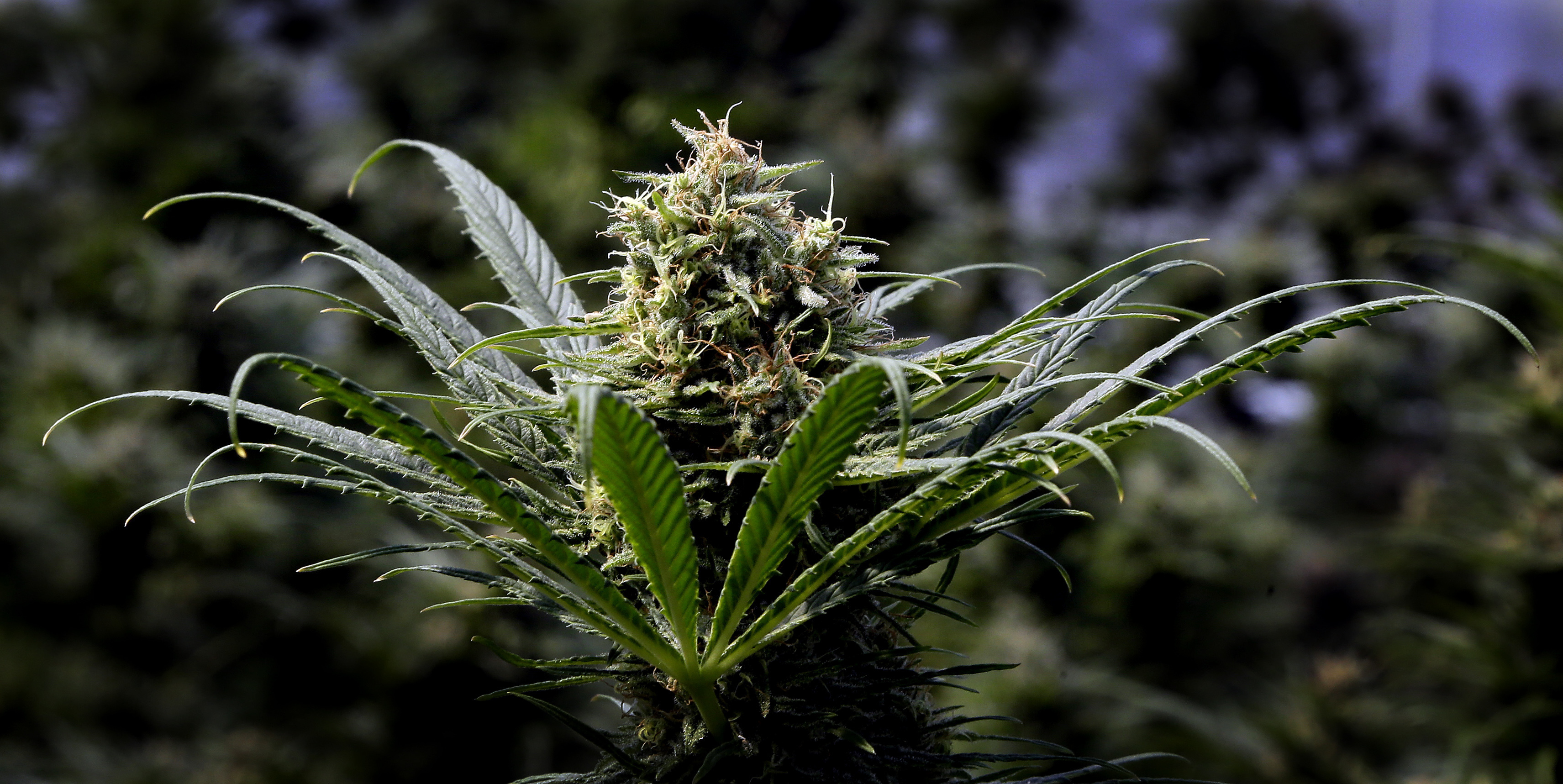 Oregon, awash in marijuana, takes steps to curb production