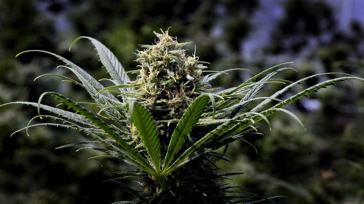 Oregon, awash in marijuana, takes steps to curb production